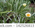 White gazania flowers with some white space. 142526813