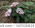 Pink pentas flowers 142526814
