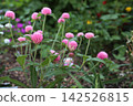 Pink cinnamon saw flower 142526815