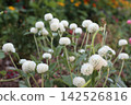 White globe amaranth flowers 142526816