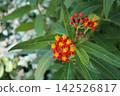 Milkweed flower (with margin) 142526817