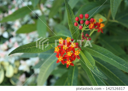 Milkweed flower (with margin) Milkweed flower (with margin) 142526817