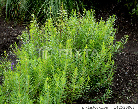 Medicinal plant: Scutellaria baicalensis Medicinal plant: Scutellaria baicalensis 142526865