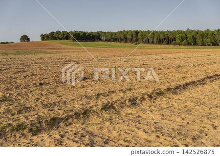 Dry Agricultural Field with Trees in Background Dry Agricultural Field with Trees in Background 142526875