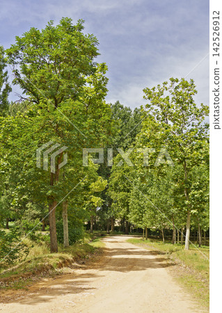 Dirt Road Through Lush Green Forest Dirt Road Through Lush Green Forest 142526912