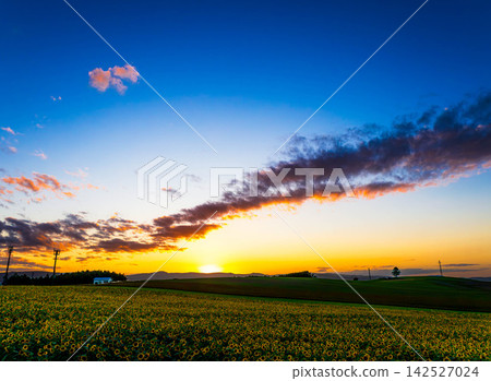 A view of a sunflower field used for green manure and the magic hour from a hilltop in Biei, Hokkaido, in the evening during autumn. A view of a sunflower field used for green manure and the magic hour from a hilltop in Biei, Hokkaido, in the evening during autumn. 142527024