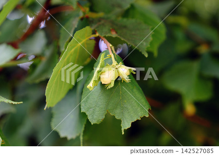 Developing common hazel tree (Corylus avellana) fruit growing outdoors among large ribbed deciduous leaves Developing common hazel tree (Corylus avellana) fruit growing outdoors among large ribbed deciduous leaves 142527085