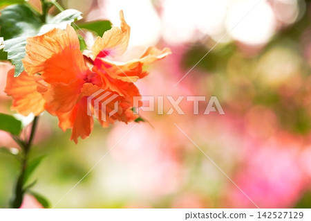 夏日陽光下盛開的橘色花朵,呈現美麗的散景效果 夏日陽光下盛開的橘色花朵,呈現美麗的散景效果 142527129