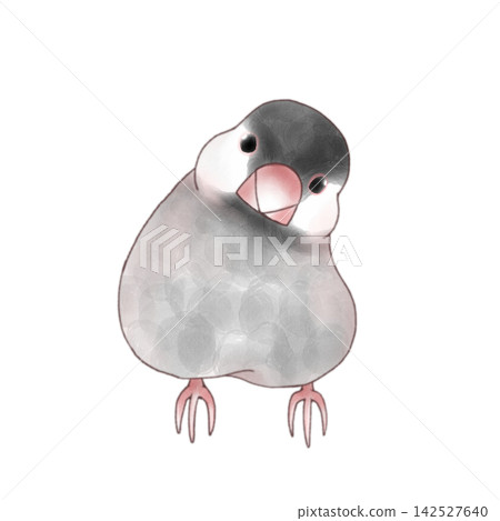 A Java sparrow tilting its head A Java sparrow tilting its head 142527640