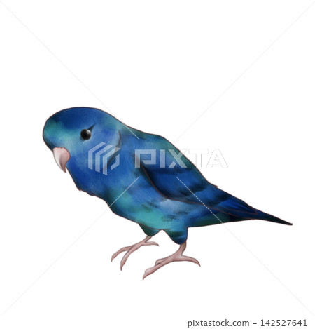 Lineolated Parakeet / Blue Lineolated Parakeet / Blue 142527641