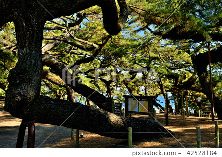 World Heritage Site, Miho no Matsubara World Heritage Site, Miho no Matsubara 142528184