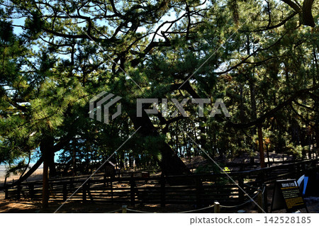 World Heritage Site, Miho no Matsubara World Heritage Site, Miho no Matsubara 142528185