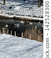 Swans swimming in a snow-covered pond and the winter natural scenery. 142528300