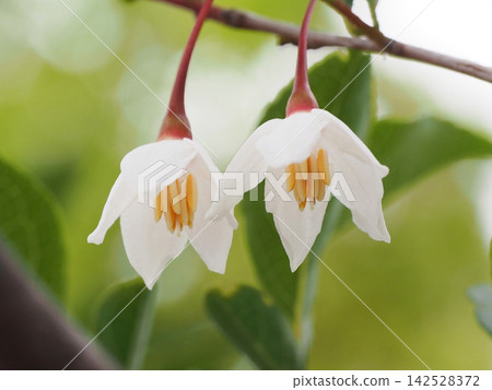 Close-up of two white flowers on a Styrax japonica tree (a Styrax japonica tree in a park) 142528372