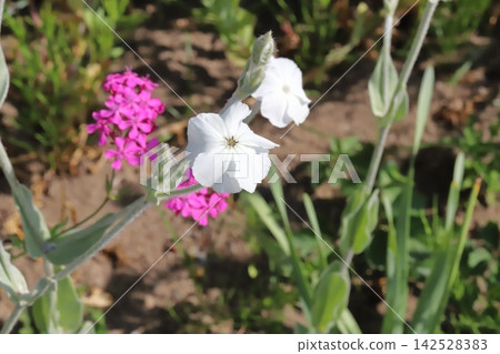 White narcissus flowers and pink catchfly flowers blooming in the spring park. White narcissus flowers and pink catchfly flowers blooming in the spring park. 142528383