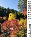 Autumn leaves trees 142528649