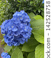 Blue hydrangea 142528758