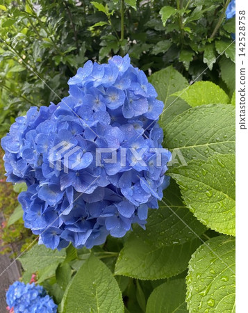 Blue hydrangea Blue hydrangea 142528758