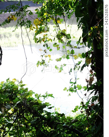 Wild yam and kudzu vines wrapped around a chinaberry tree (on the banks of the Kagami River in summer) 142528876