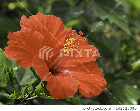The vibrant red hibiscus of Okinawa The vibrant red hibiscus of Okinawa 142529096