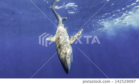 A shark caught on a fishing hook: underwater view A shark caught on a fishing hook: underwater view 142529097