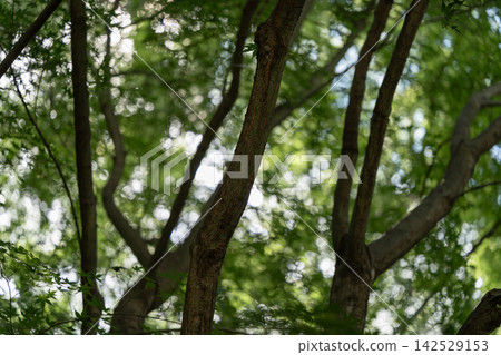 Fresh green leaves, trees, forest, sunlight filtering through trees, green, tree trunks, nature, early summer Fresh green leaves, trees, forest, sunlight filtering through trees, green, tree trunks, nature, early summer 142529153