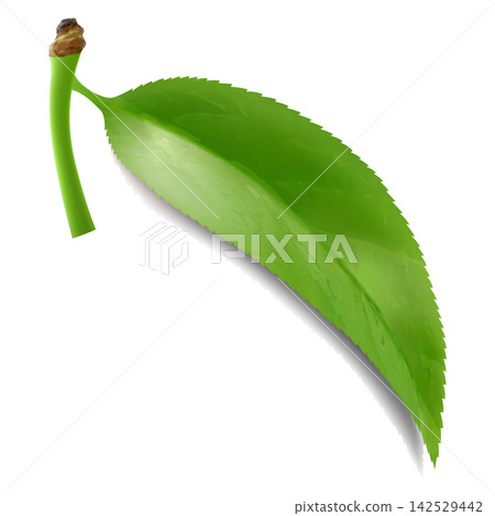 Green leaf isolated on white. Leaf showcases vein patterns. Graphic is simple, clean, and vibrant, ideal for nature-themed designs and eco-friendly projects. Realistic 3d vector illustration Green leaf isolated on white. Leaf showcases vein patterns. Graphic is simple, clean, and vibrant, ideal for nature-themed designs and eco-friendly projects. Realistic 3d vector illustration 142529442