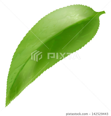 Green leaf isolated on white. Leaf showcases vein patterns. Graphic is simple, clean, and vibrant, ideal for nature-themed designs and eco-friendly projects. Realistic 3d vector illustration Green leaf isolated on white. Leaf showcases vein patterns. Graphic is simple, clean, and vibrant, ideal for nature-themed designs and eco-friendly projects. Realistic 3d vector illustration 142529443