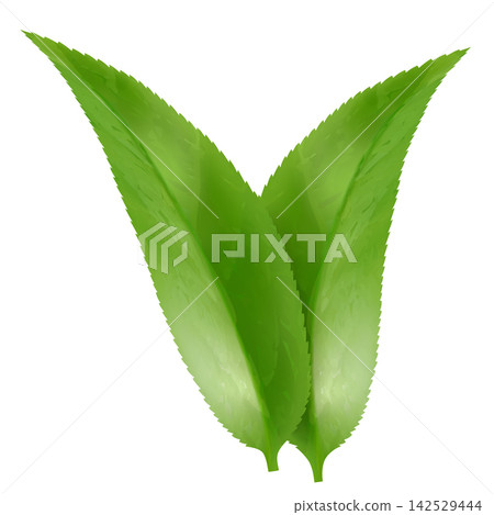 Green leaf isolated on white. Leaf showcases vein patterns. Graphic is simple, clean, and vibrant, ideal for nature-themed designs and eco-friendly projects. Realistic 3d vector illustration Green leaf isolated on white. Leaf showcases vein patterns. Graphic is simple, clean, and vibrant, ideal for nature-themed designs and eco-friendly projects. Realistic 3d vector illustration 142529444