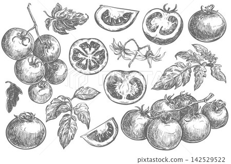A large set of tomatoes. Vector illustration of ripe pomidoro, pieces, halves, slices, leaves, and flowers. Engraving. Sketch of a flowering cherry tomato branch. Hand drawn, imitating etching. A large set of tomatoes. Vector illustration of ripe pomidoro, pieces, halves, slices, leaves, and flowers. Engraving. Sketch of a flowering cherry tomato branch. Hand drawn, imitating etching. 142529522