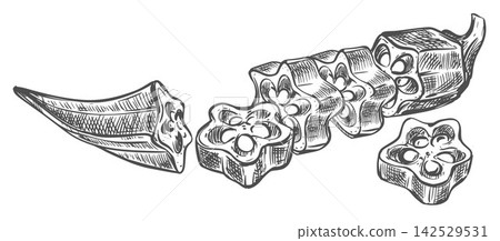 A hand drawn sketch of okra. A detailed vector image of a fresh bhindi pod sliced pieces lying on a table. A linear ink drawing of the Abelmoschus esculentus plant. Imitation of engraving technique. A hand drawn sketch of okra. A detailed vector image of a fresh bhindi pod sliced pieces lying on a table. A linear ink drawing of the Abelmoschus esculentus plant. Imitation of engraving technique. 142529531