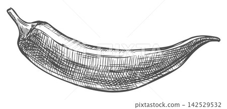 Hand drawn okra sketch. Farm fresh ladys fingers vegetable. Detailed vector illustration isolated on a white background. Botanical drawing imitating engraving. Bhindi ink clipart. Hand drawn okra sketch. Farm fresh ladys fingers vegetable. Detailed vector illustration isolated on a white background. Botanical drawing imitating engraving. Bhindi ink clipart. 142529532