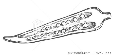 Hand drawn sketch of okra. A detailed vector image of a fresh bhindi pod cut in half. Line ink drawing of the Abelmoschus esculentus plant. Botanical illustration in an engraving style. Hand drawn sketch of okra. A detailed vector image of a fresh bhindi pod cut in half. Line ink drawing of the Abelmoschus esculentus plant. Botanical illustration in an engraving style. 142529533