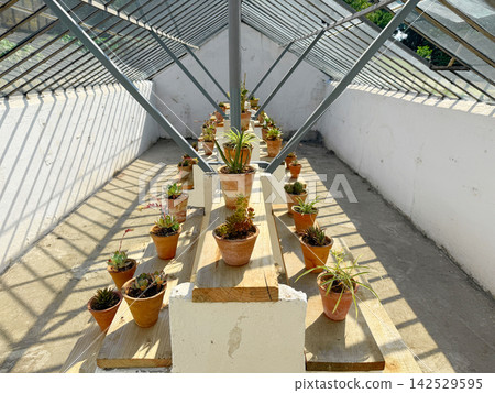 In a greenhouse potted plants are placed on a stepped structure. In a greenhouse potted plants are placed on a stepped structure. 142529595