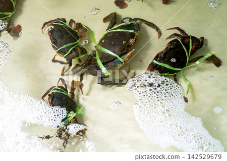 Live mud crabs with claws tied by green plastic string in a shallow water tank with white foam. Fresh seafood at a local market or restaurant. High angle view of black crabs for sale. Live mud crabs with claws tied by green plastic string in a shallow water tank with white foam. Fresh seafood at a local market or restaurant. High angle view of black crabs for sale. 142529679