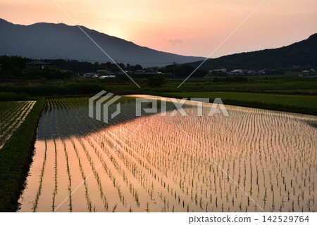 播種後的稻田和山脈沐浴在夕陽中。 播種後的稻田和山脈沐浴在夕陽中。 142529764