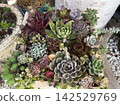 Succulents in a flowerpot 142529769