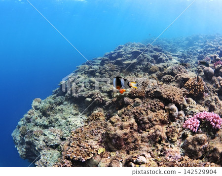 Cute clownfish swimming in the beautiful blue sea off Cape Maeda, Onna Village, Okinawa Prefecture Cute clownfish swimming in the beautiful blue sea off Cape Maeda, Onna Village, Okinawa Prefecture 142529904