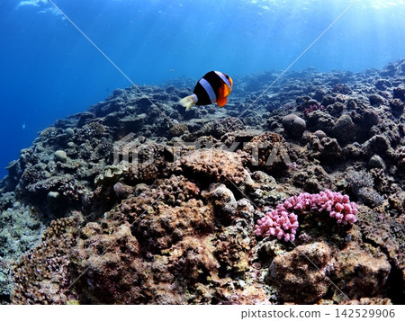 Cute clownfish swimming in the beautiful blue sea off Cape Maeda, Onna Village, Okinawa Prefecture 142529906