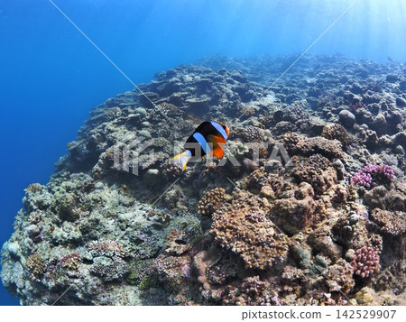 Cute clownfish swimming in the beautiful blue sea off Cape Maeda, Onna Village, Okinawa Prefecture 142529907