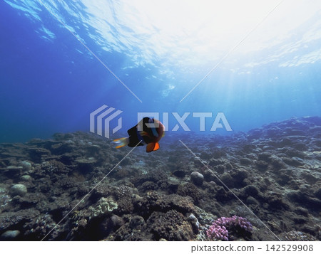 Cute clownfish swimming in the beautiful blue sea off Cape Maeda, Onna Village, Okinawa Prefecture 142529908