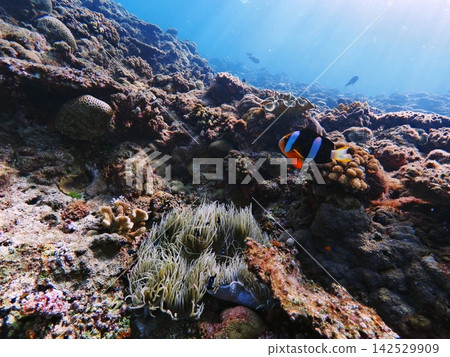 Cute clownfish swimming in the beautiful blue sea off Cape Maeda, Onna Village, Okinawa Prefecture 142529909