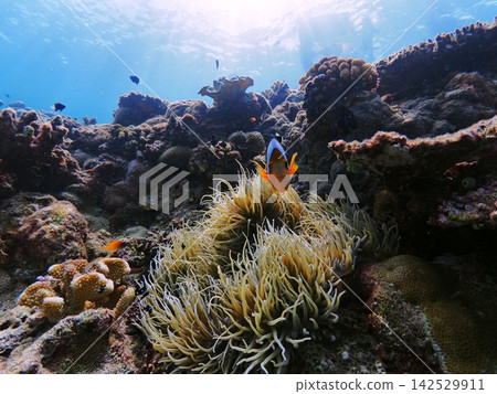 Clownfish and sea anemones living together harmoniously at Cape Maeda, Onna Village, Okinawa Prefecture Clownfish and sea anemones living together harmoniously at Cape Maeda, Onna Village, Okinawa Prefecture 142529911