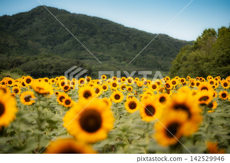 A field of sunflowers in full bloom stretches out against a backdrop of yellow in the foreground and mountain ranges. A field of sunflowers in full bloom stretches out against a backdrop of yellow in the foreground and mountain ranges. 142529946