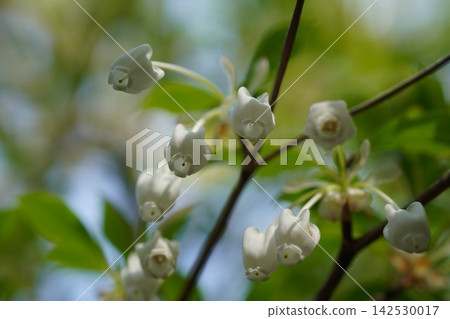 Enkianthus perulatus ① Enkianthus perulatus ① 142530017