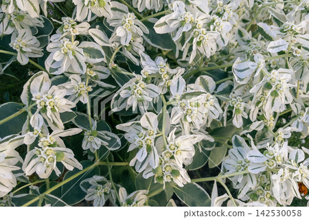 Euphorbia marginata snow on the mountain plant blooming in outdoor garden 142530058