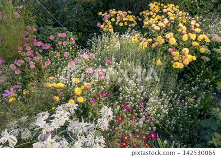 Lush autumn garden flowerbed with yellow Chrysanthemum, pink Aster and Euphorbia Lush autumn garden flowerbed with yellow Chrysanthemum, pink Aster and Euphorbia 142530065