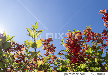 Red viburnum berries on shrub branches against clear blue sky Red viburnum berries on shrub branches against clear blue sky 142530081