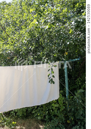 White clean bed sheet drying on clothesline in green sunny backyard garden White clean bed sheet drying on clothesline in green sunny backyard garden 142530089