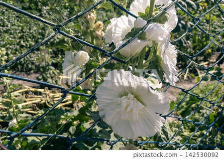 White double hollyhock flowers growing behind wire mesh fence in garden 142530092